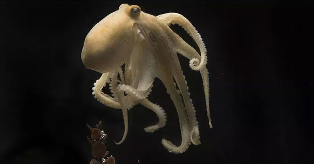 Why do octopuses eat eggs and gnaw their hands?
