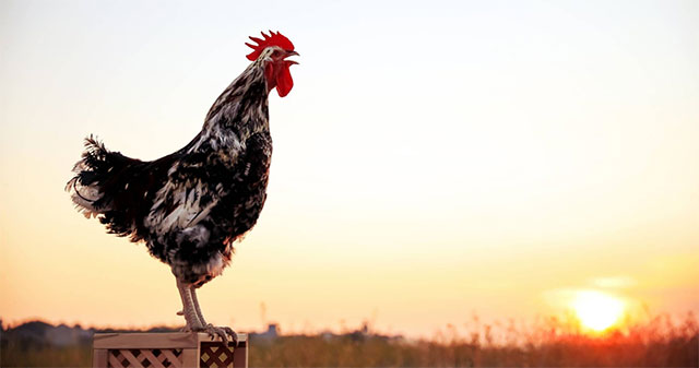 Why do roosters always crow at the same time every day?