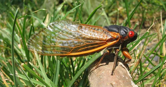 Why do some cicadas only emerge once every 17 years?