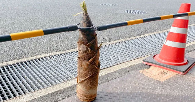 Why do the Japanese perform funeral rites for a bamboo shoot?