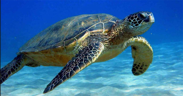 Why do turtles have shells?