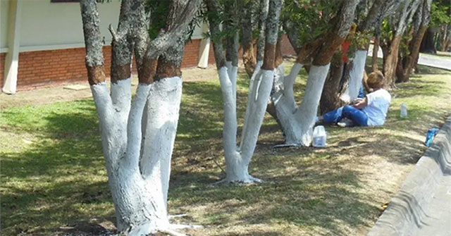 Why do we paint tree trunks white?