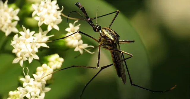 Why does nature produce so many blood-sucking insects?