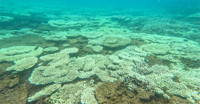 Why does the phenomenon of dead and bleached coral occur in Con Dao?