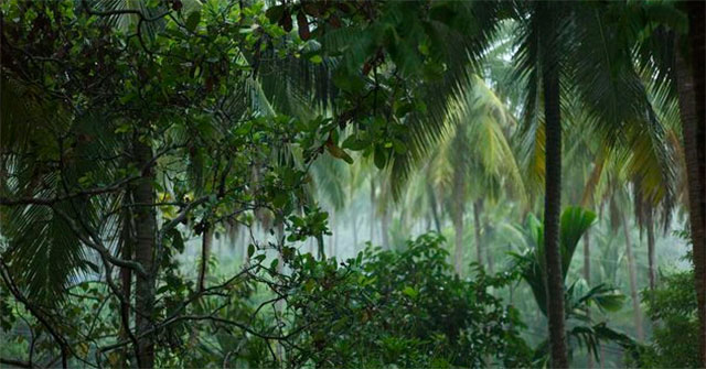 Why does the tropics have such high biodiversity?