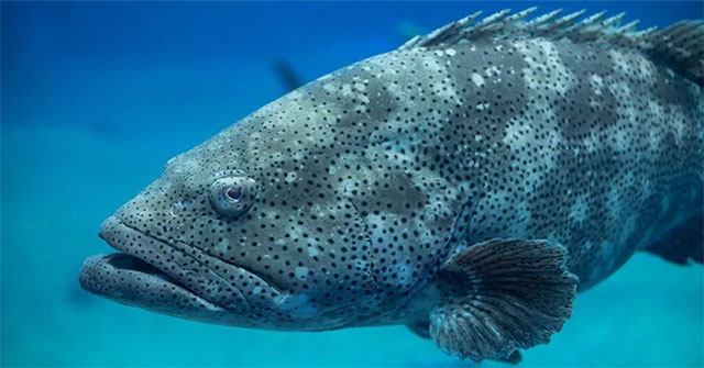 Why does the US Navy listen to the sound of giant groupers and crayfish?