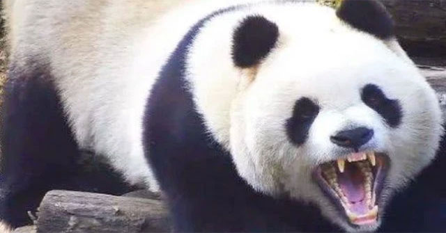 Why don't lions and tigers eat pandas?