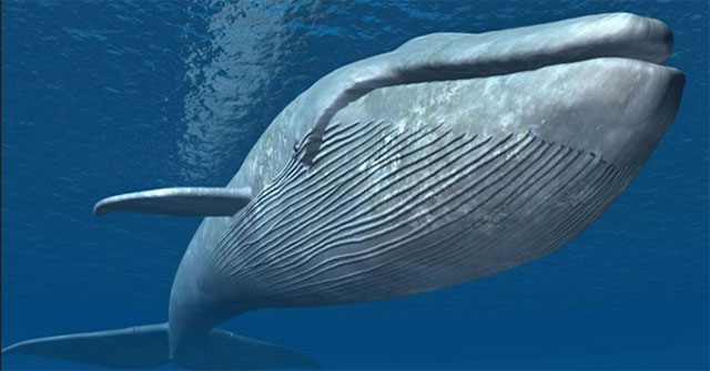 Why don't whales drown when they fill their mouths with water?