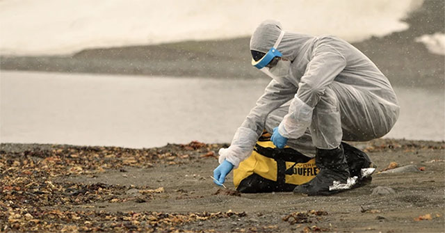 Why has Australia never detected bird flu?