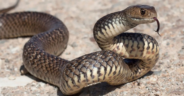 Why is Australia full of poisonous animals?