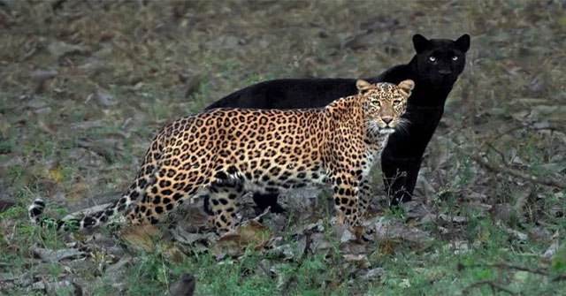 Why is it that with beasts, males are always larger than females, while in raptors the opposite is true?