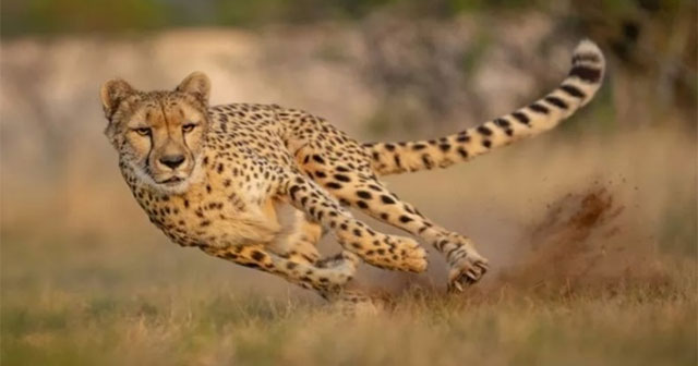 Why is the cheetah the fastest animal on the planet?
