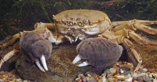Why is the EU spending so much money hunting and destroying millions of Chinese hairy crabs?