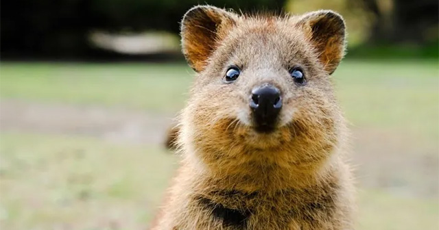 Why is the 'happiest animal in the world' endangered?