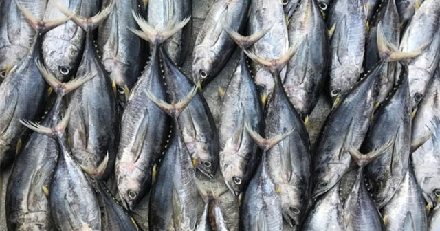 Why is tuna high in mercury?
