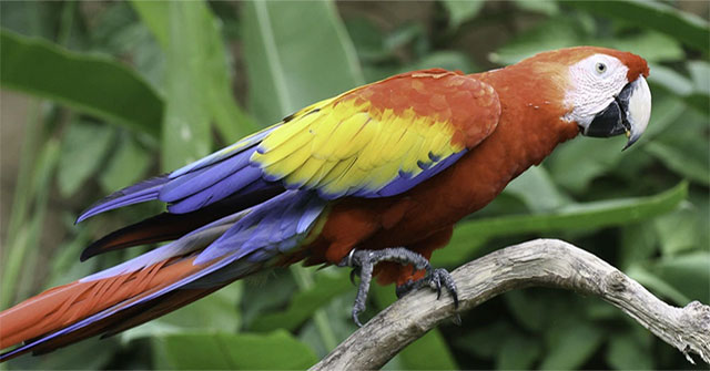 Why parrots are an exception to the rule of evolution