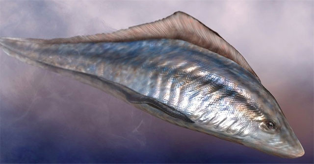Why were more than 200 fish 'sealed' at the same time in a fossil from 50 million years ago?