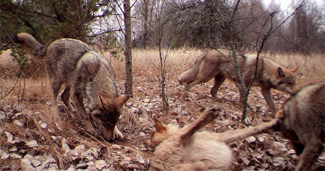 Wild 'paradise' nearly 40 years after the Chernobyl nuclear disaster