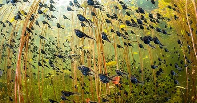 Wildlife Photography Contest Winners