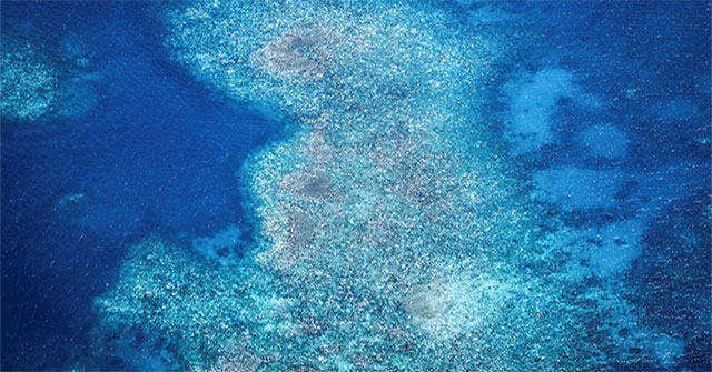 Wind is the main cause of coral bleaching on the Great Barrier Reef