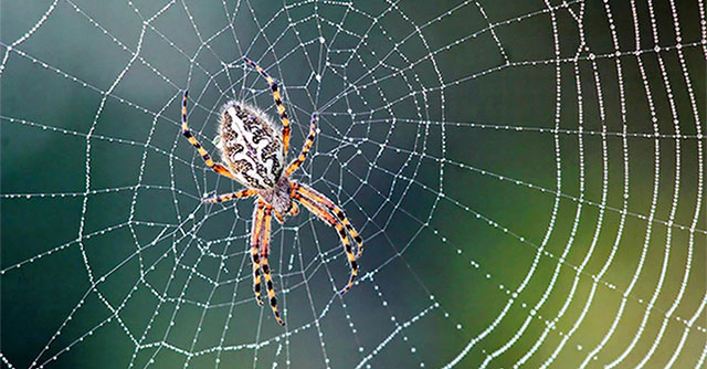 Without 'ears', how do spiders 'listen' and hunt for prey?