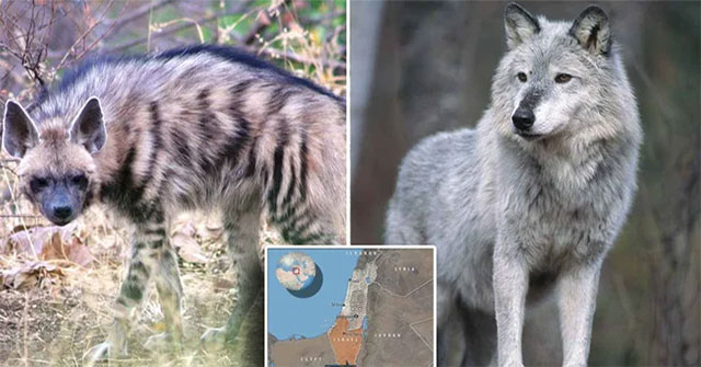 Wolves and hyenas spotted hunting together in the Middle East