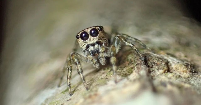 World records 50,000th spider species