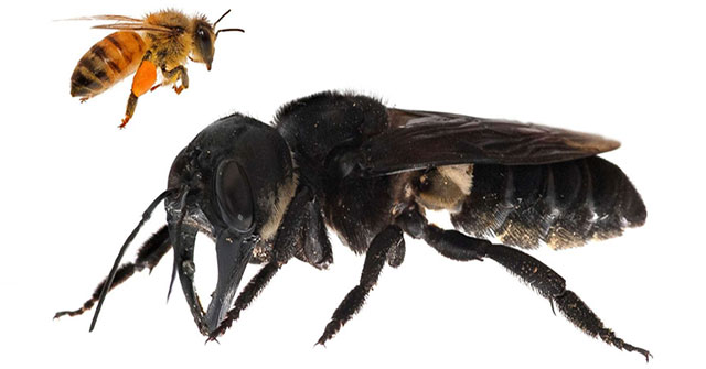 World's largest bee species revealed after nearly 40 years