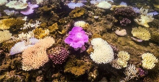 World's largest coral reef discovered near Solomon Islands