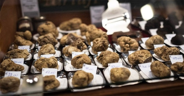 World's most expensive mushroom threatened by climate change