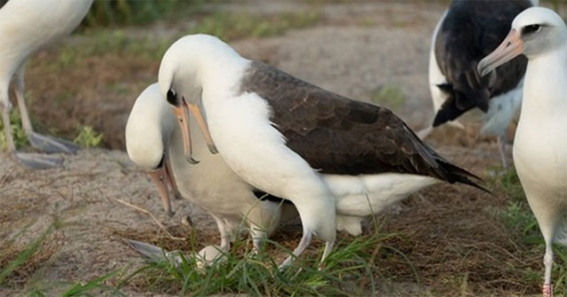 World's oldest albatross lays egg at age 74