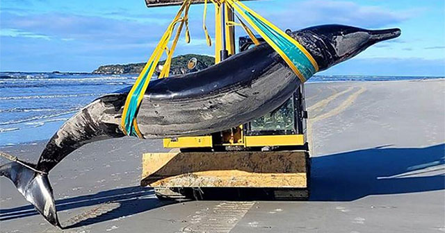 World's rarest whale carcass washes ashore in New Zealand