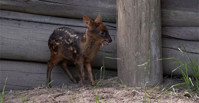 World's smallest pudu born in Argentine biological park