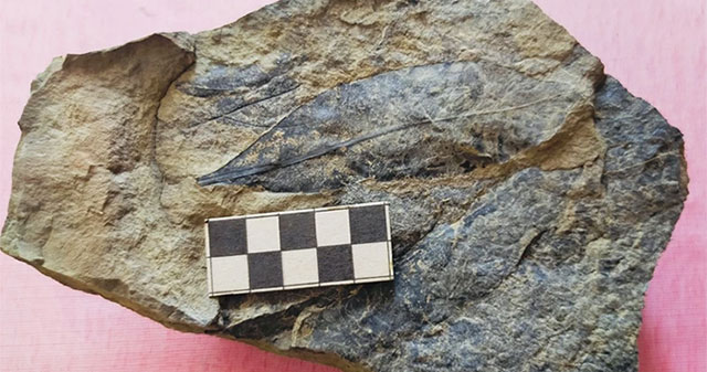 Yen Bai discovers fossils over 5 million years old