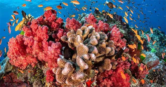 You may not know: A light touch is enough to kill corals