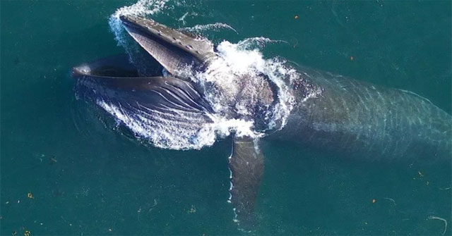 You may not know: Humpback whales consume more than 18,000 tons of food every day