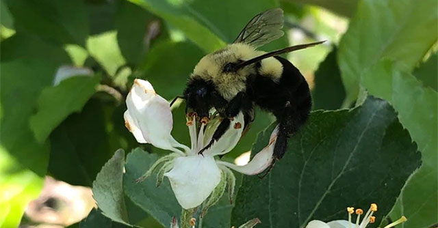 You may not know: Queen bumblebees can live underwater for a whole week