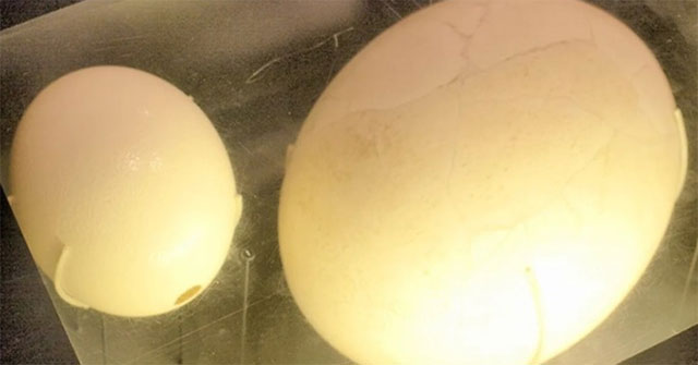 You may not know: The elephant bird egg is the largest bird egg in history.
