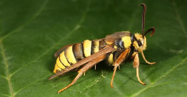 You think this is a giant wasp? Oh no, it's actually just a moth