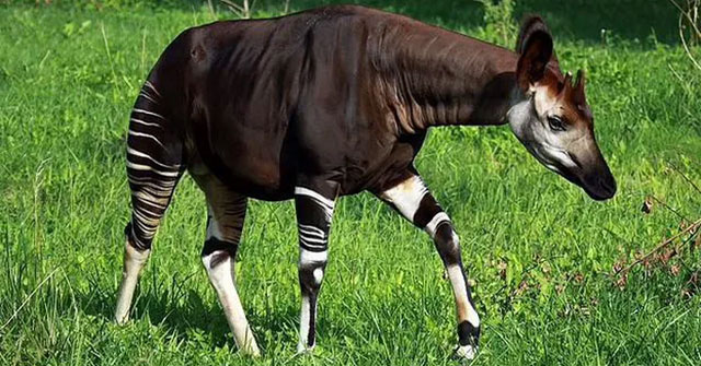 'Zebra hybrid giraffe' strange creature like coming out of a fairy tale