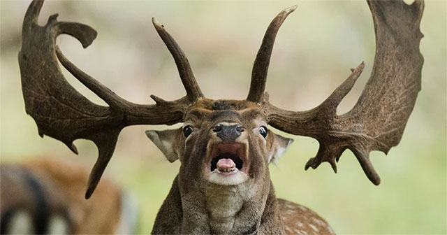 'Zombie' because of eating infected deer meat in the US