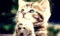 10 animals are brought to space
