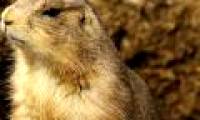 10 animals can speak