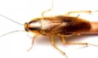 10 facts about German cockroaches are raging in Vietnamese apartments