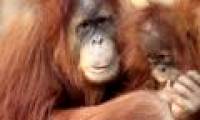 10 great mothers in the animal world