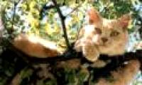 10 interesting things about cats