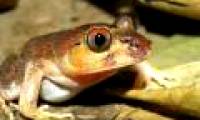 10 more amphibian species discovered