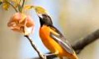 10 most beautiful birds on the planet