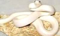 10 most beautiful snakes on the planet