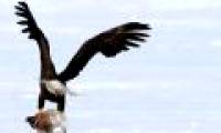 10 spectacular action phases of birds